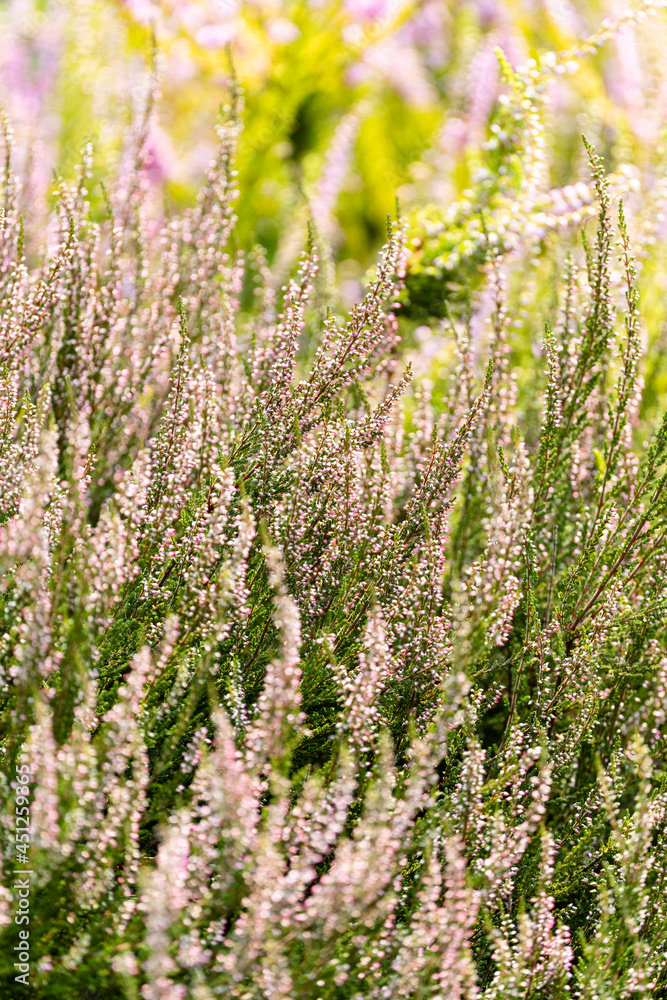 Photo by Lea Tyrrell | Available via Adobe Stock Images