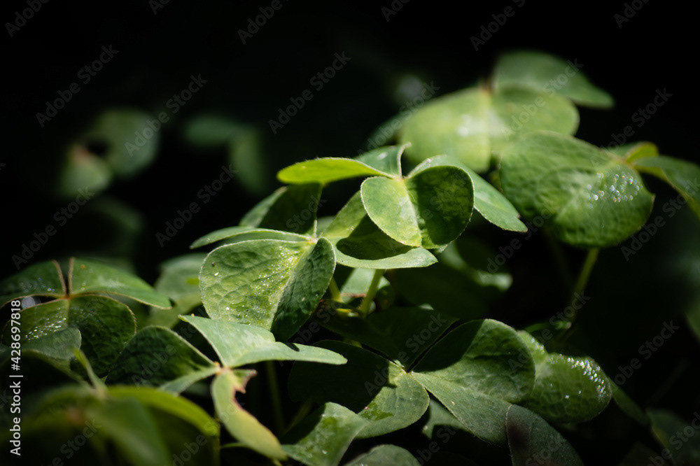 Photo by Lea Tyrrell | Available via Adobe Stock Images