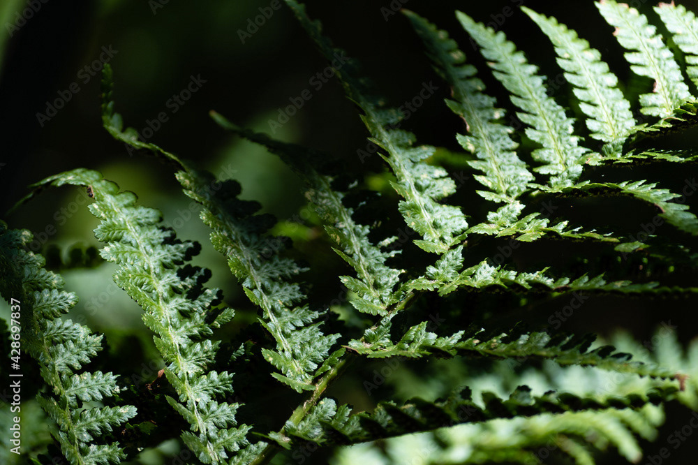Photo by Lea Tyrrell | Available via Adobe Stock Images