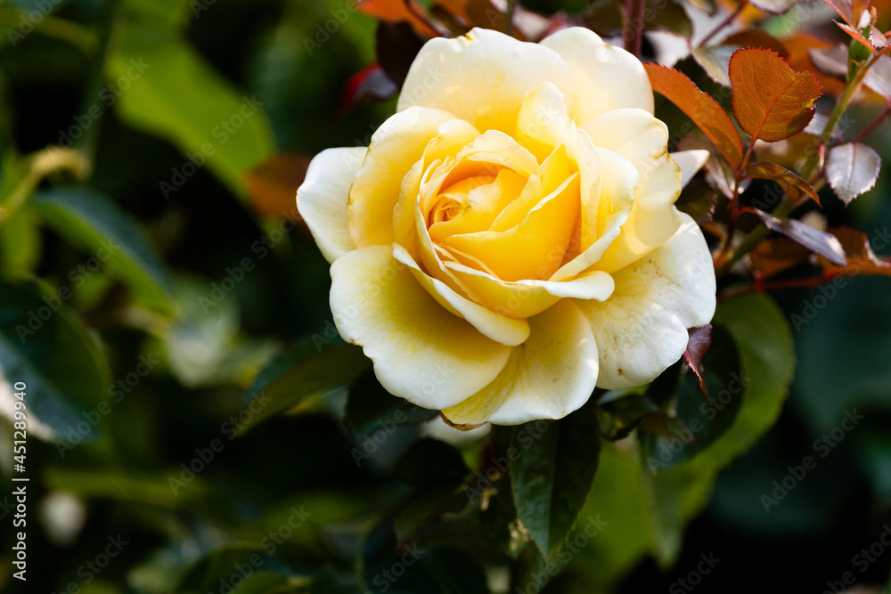 Photo by Lea Tyrrell | Available via Adobe Stock Images
