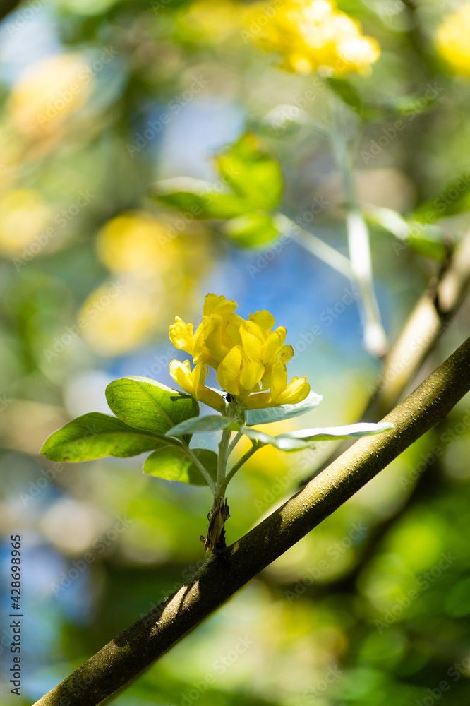 Photo by Lea Tyrrell | Available via Adobe Stock Images