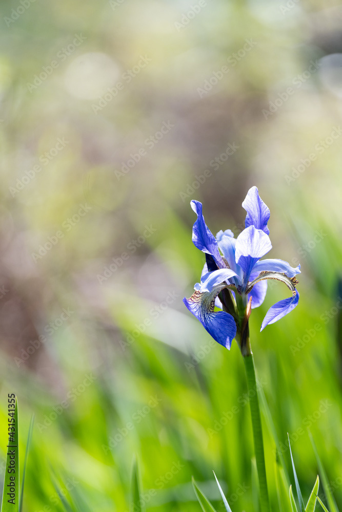 Photo by Lea Tyrrell | Available via Adobe Stock Images