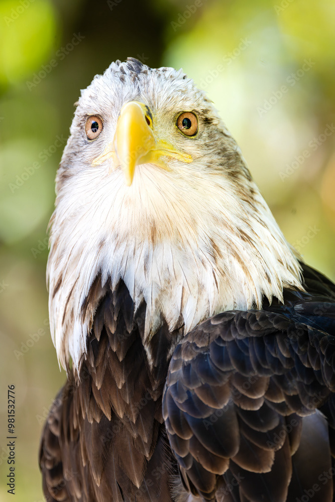 Photo by Lea Tyrrell | Available via Adobe Stock Images