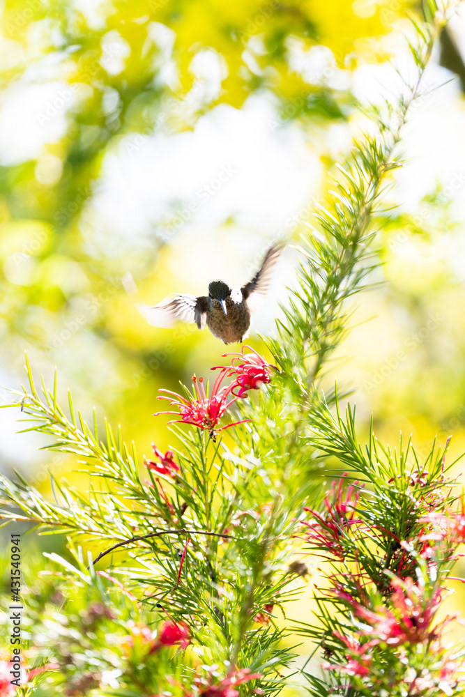 Photo by Lea Tyrrell | Available via Adobe Stock Images