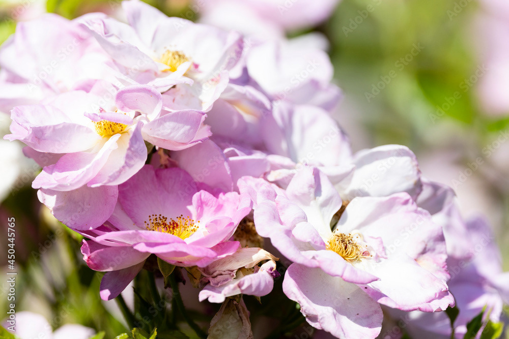 Photo by Lea Tyrrell | Available via Adobe Stock Images