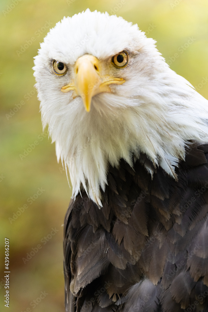 Photo by Lea Tyrrell | Available via Adobe Stock Images
