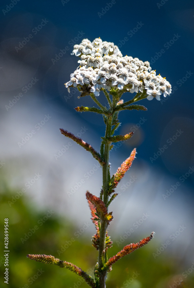 Photo by Lea Tyrrell | Available via Adobe Stock Images