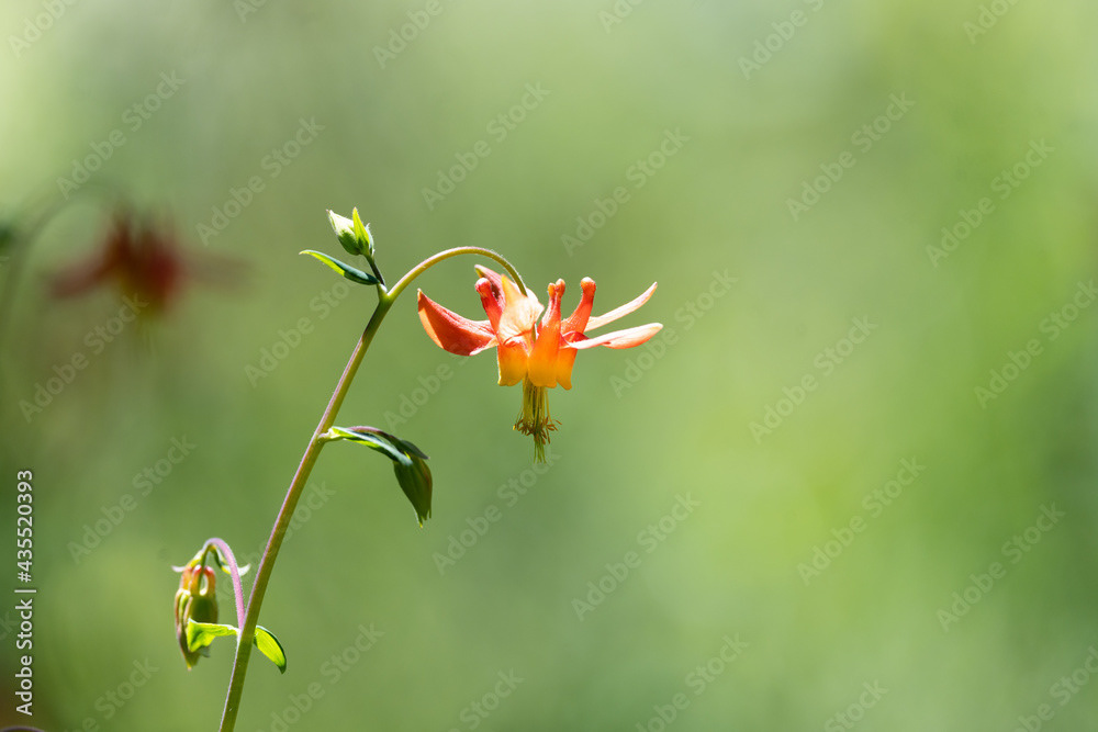 Photo by Lea Tyrrell | Available via Adobe Stock Images