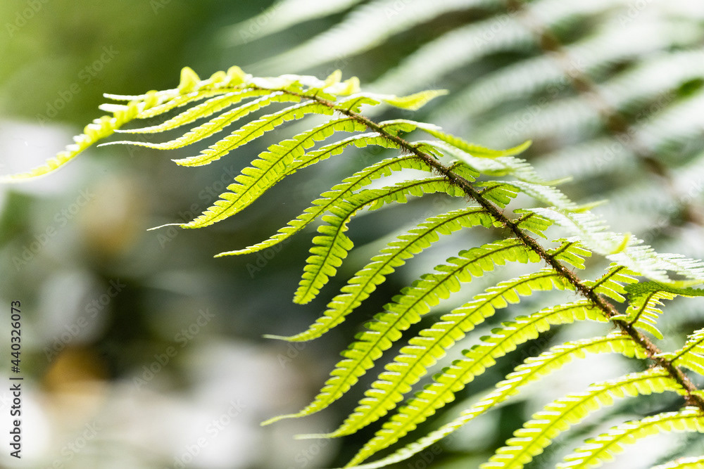 Photo by Lea Tyrrell | Available via Adobe Stock Images