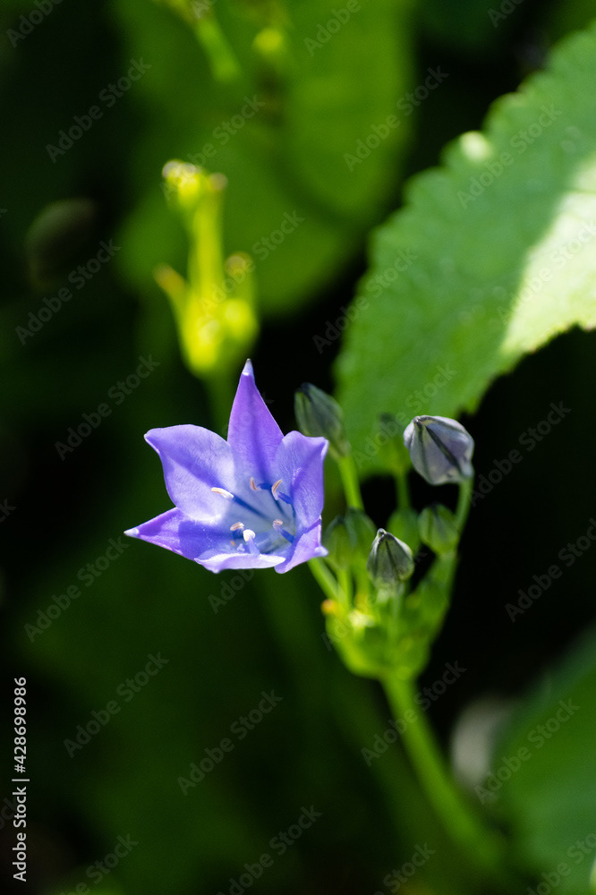 Photo by Lea Tyrrell | Available via Adobe Stock Images