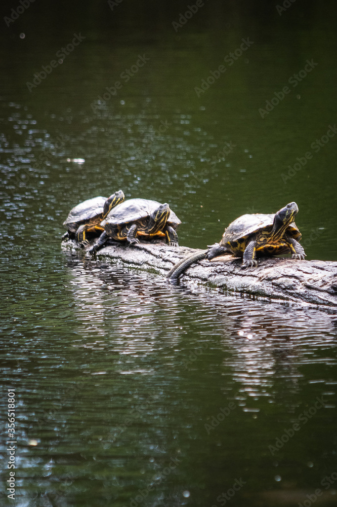 Photo by Lea Tyrrell | Available via Adobe Stock Images