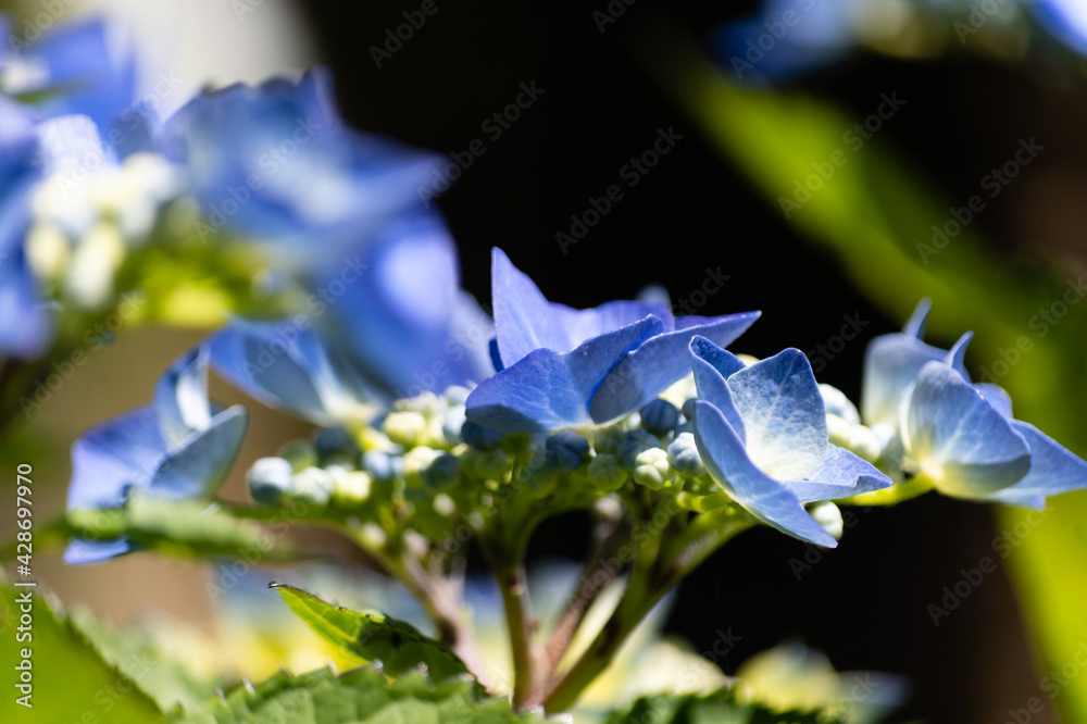 Photo by Lea Tyrrell | Available via Adobe Stock Images