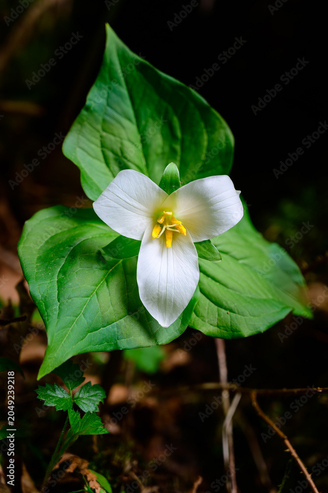 Photo by Lea Tyrrell | Available via Adobe Stock Images