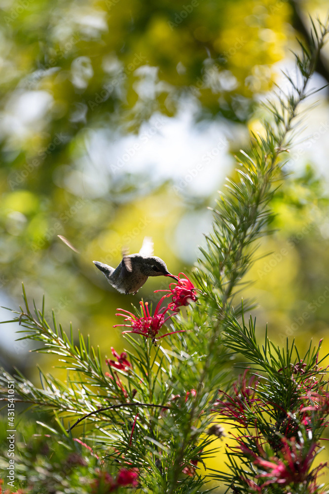 Photo by Lea Tyrrell | Available via Adobe Stock Images