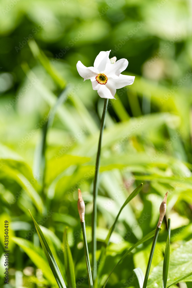 Photo by Lea Tyrrell | Available via Adobe Stock Images