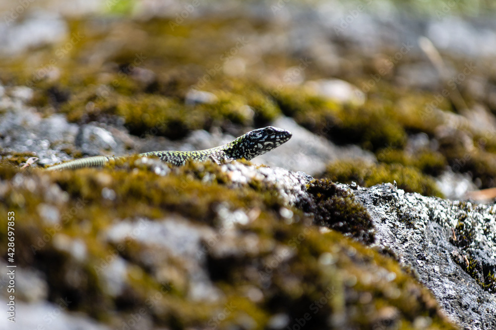Photo by Lea Tyrrell | Available via Adobe Stock Images