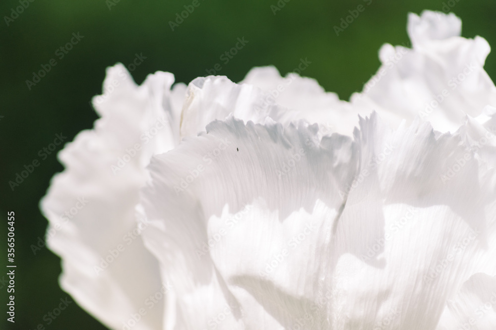 Photo by Lea Tyrrell | Available via Adobe Stock Images