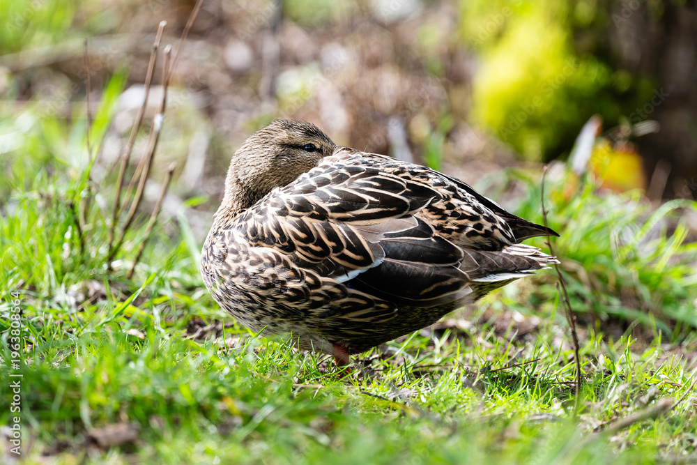 Photo by Lea Tyrrell | Available via Adobe Stock Images