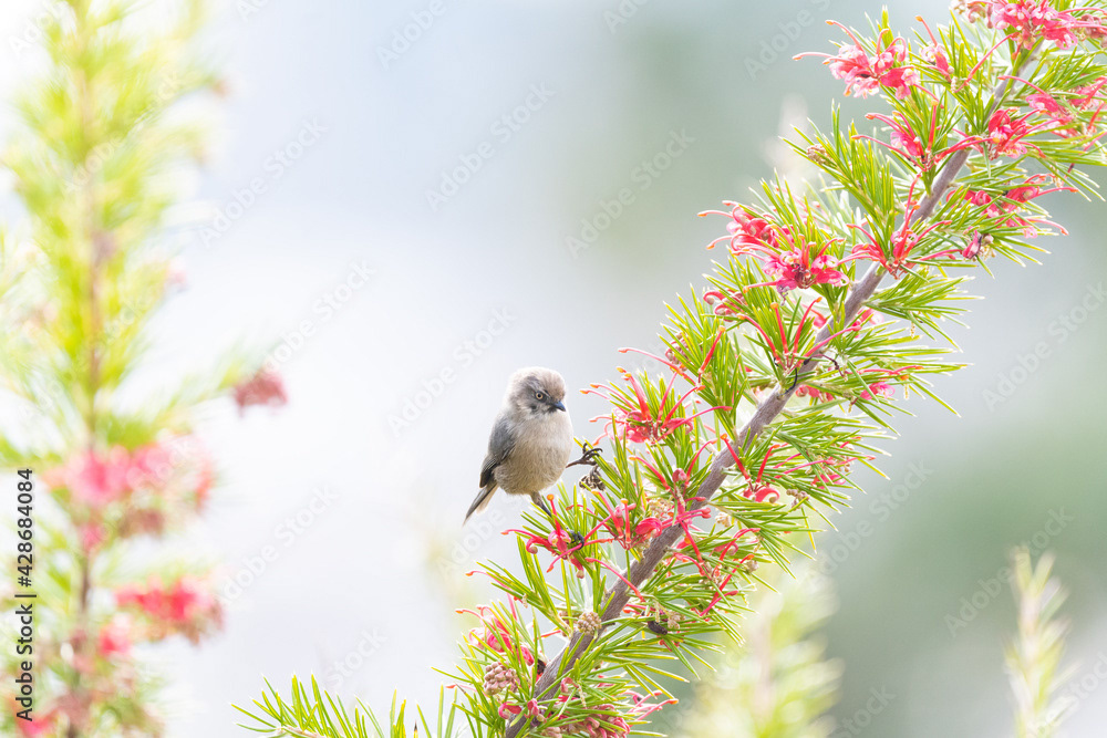Photo by Lea Tyrrell | Available via Adobe Stock Images