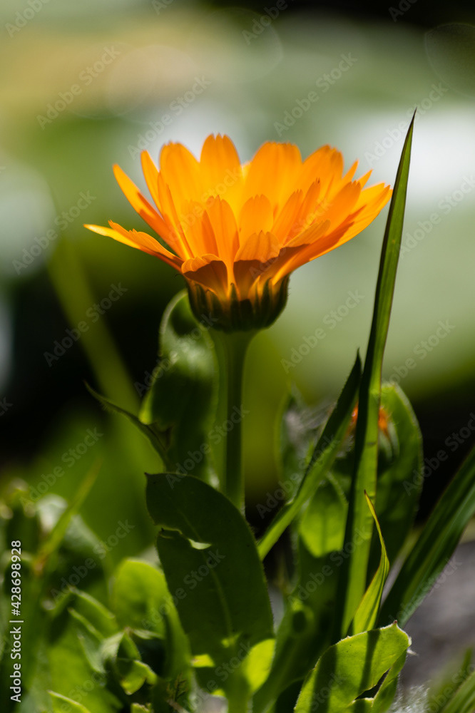 Photo by Lea Tyrrell | Available via Adobe Stock Images