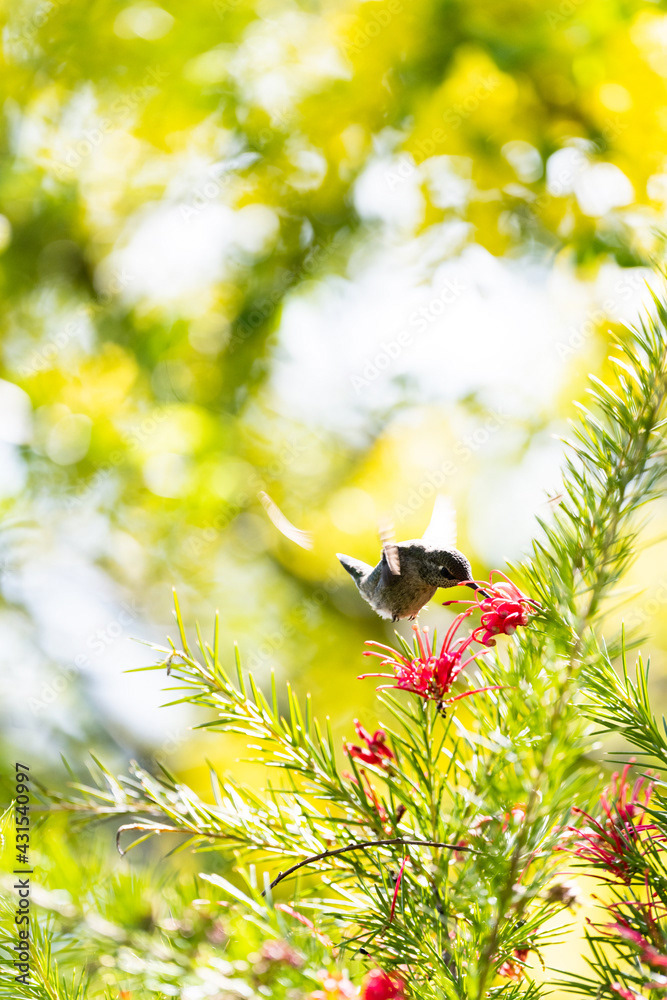 Photo by Lea Tyrrell | Available via Adobe Stock Images
