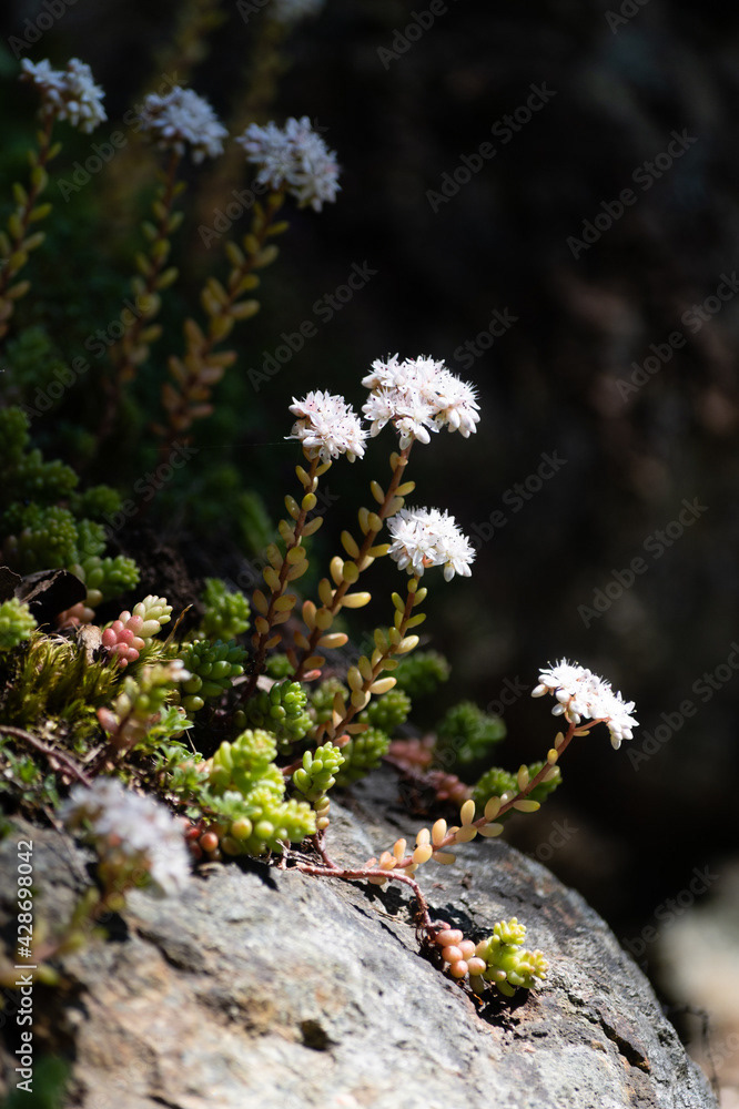 Photo by Lea Tyrrell | Available via Adobe Stock Images