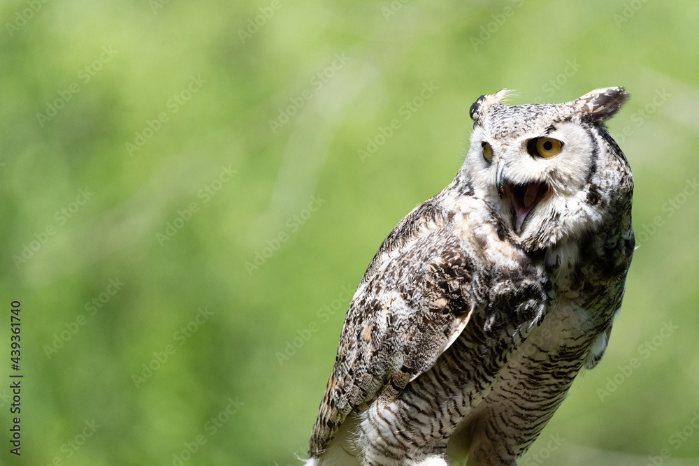 Photo by Lea Tyrrell | Available via Adobe Stock Images