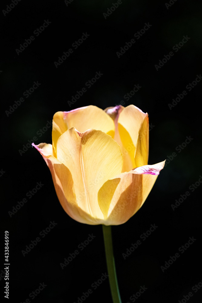 Photo by Lea Tyrrell | Available via Adobe Stock Images
