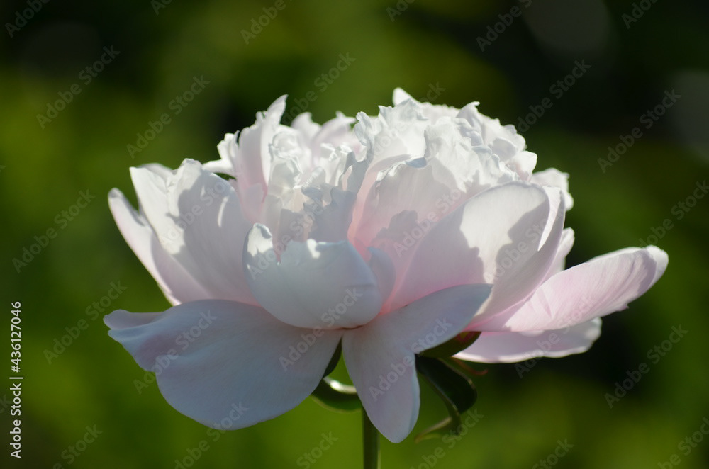 Photo by Lea Tyrrell | Available via Adobe Stock Images