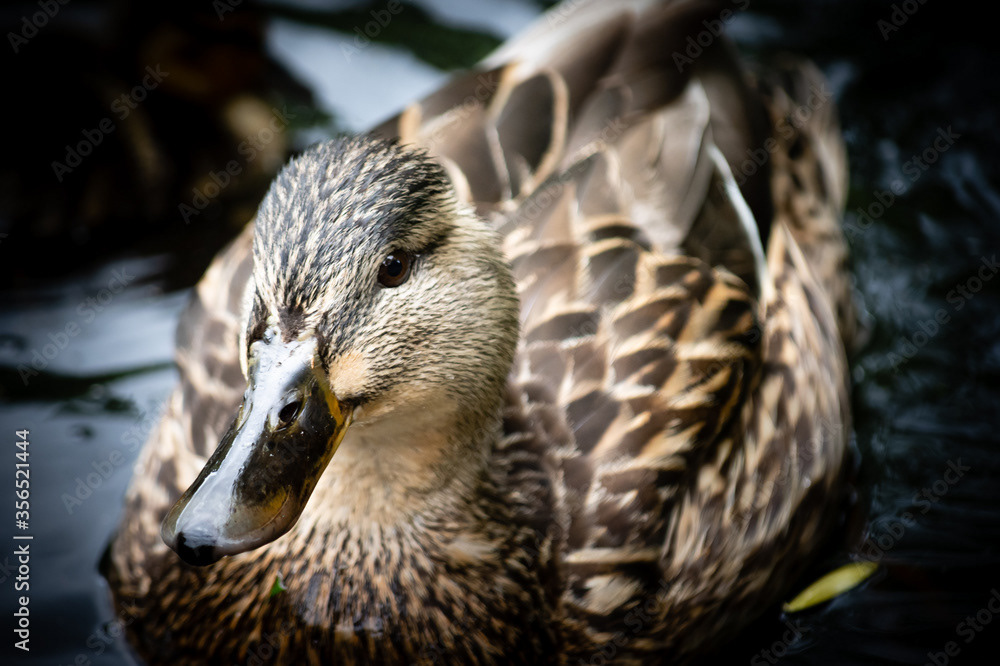 Photo by Lea Tyrrell | Available via Adobe Stock Images