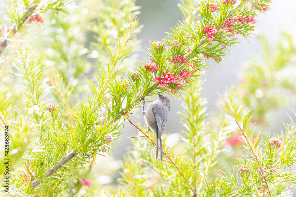 Photo by Lea Tyrrell | Available via Adobe Stock Images