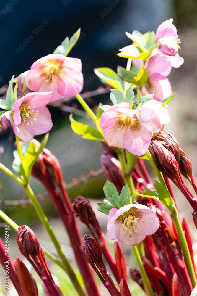 Photo by Lea Tyrrell | Available via Adobe Stock Images