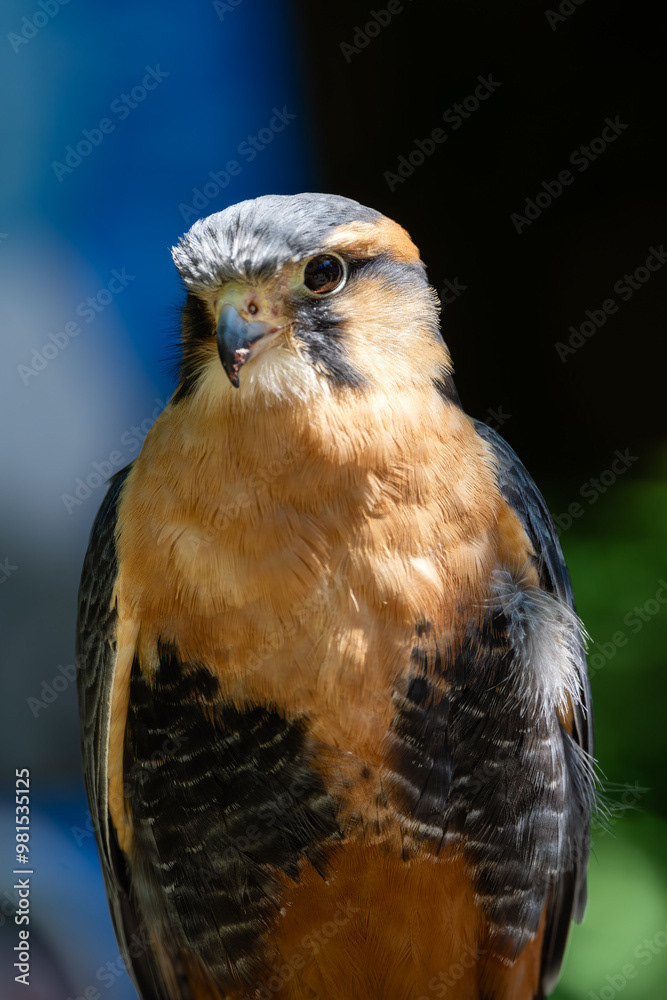 Photo by Lea Tyrrell | Available via Adobe Stock Images
