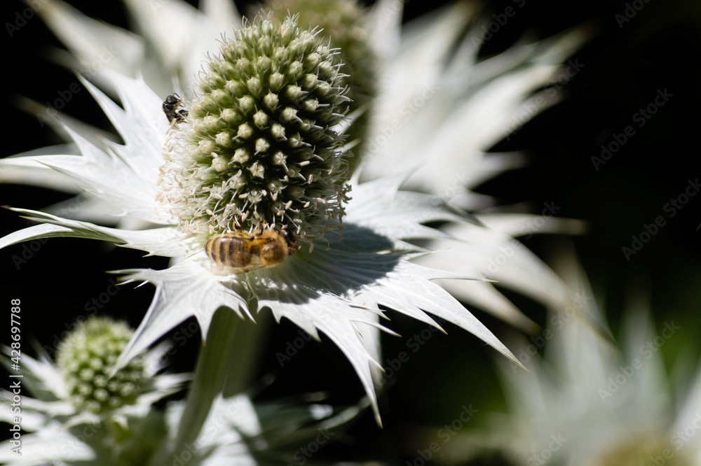 Photo by Lea Tyrrell | Available via Adobe Stock Images