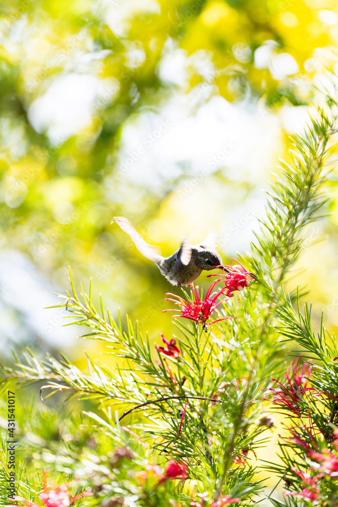 Photo by Lea Tyrrell | Available via Adobe Stock Images