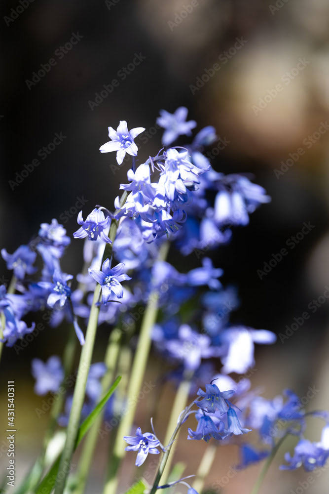 Photo by Lea Tyrrell | Available via Adobe Stock Images