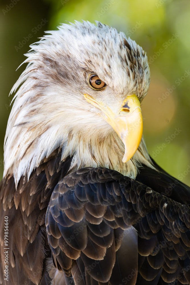 Photo by Lea Tyrrell | Available via Adobe Stock Images
