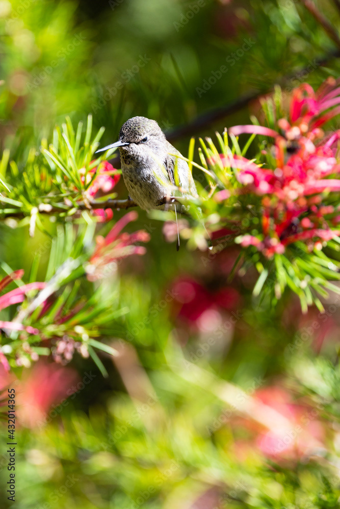 Photo by Lea Tyrrell | Available via Adobe Stock Images