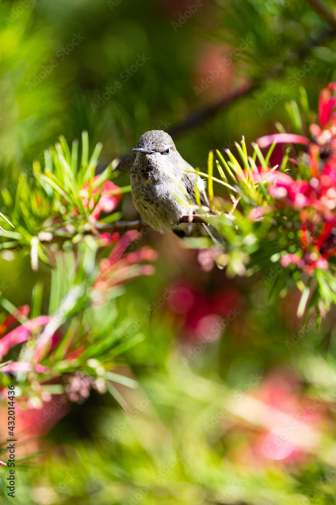 Photo by Lea Tyrrell | Available via Adobe Stock Images