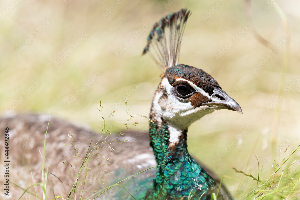 Photo by Lea Tyrrell | Available via Adobe Stock Images