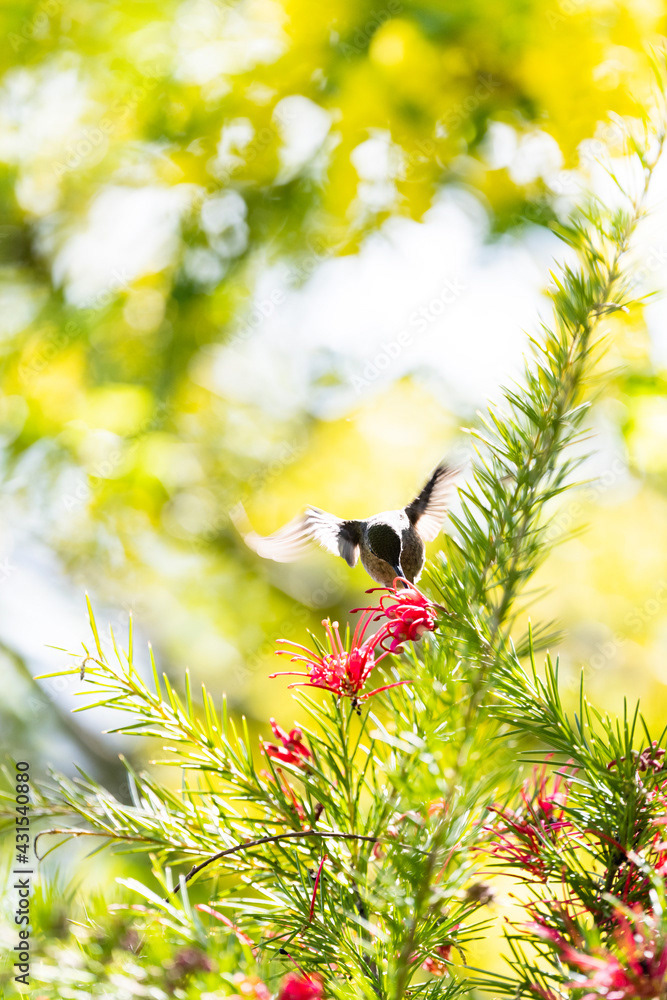Photo by Lea Tyrrell | Available via Adobe Stock Images