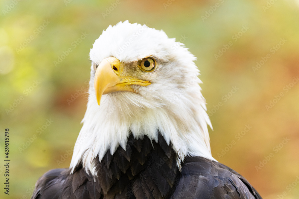 Photo by Lea Tyrrell | Available via Adobe Stock Images
