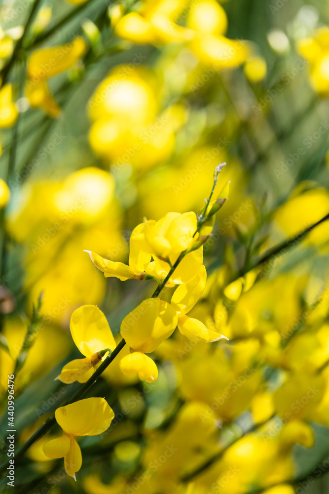 Photo by Lea Tyrrell | Available via Adobe Stock Images