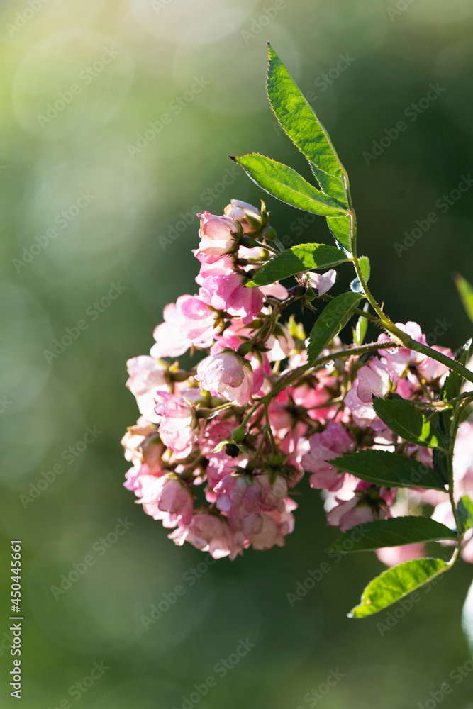 Photo by Lea Tyrrell | Available via Adobe Stock Images