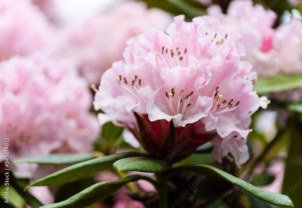 Photo by Lea Tyrrell | Available via Adobe Stock Images