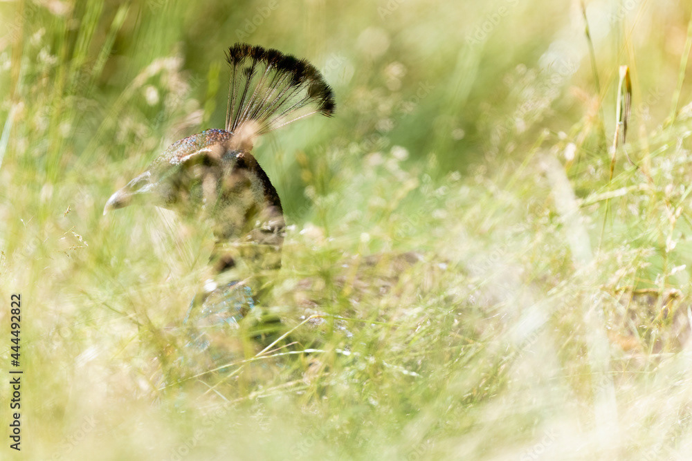 Photo by Lea Tyrrell | Available via Adobe Stock Images