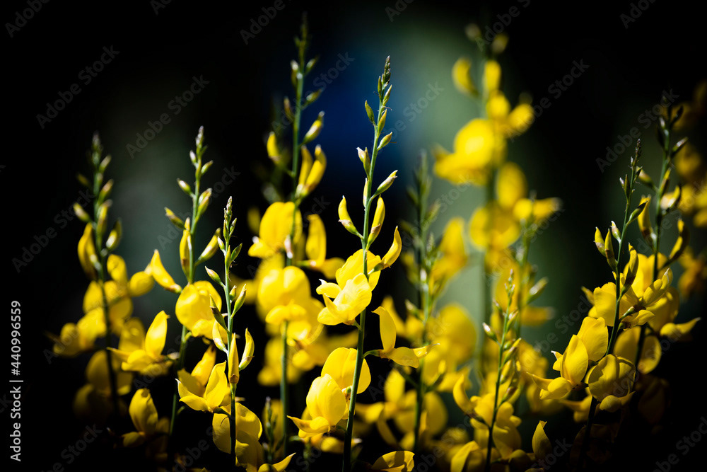 Photo by Lea Tyrrell | Available via Adobe Stock Images