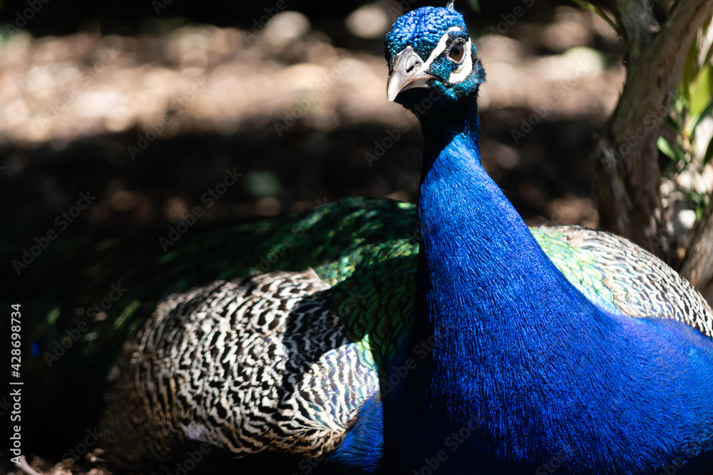 Photo by Lea Tyrrell | Available via Adobe Stock Images