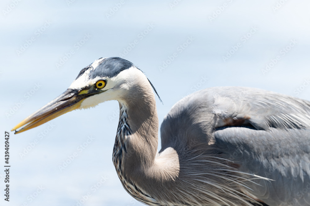 Photo by Lea Tyrrell | Available via Adobe Stock Images