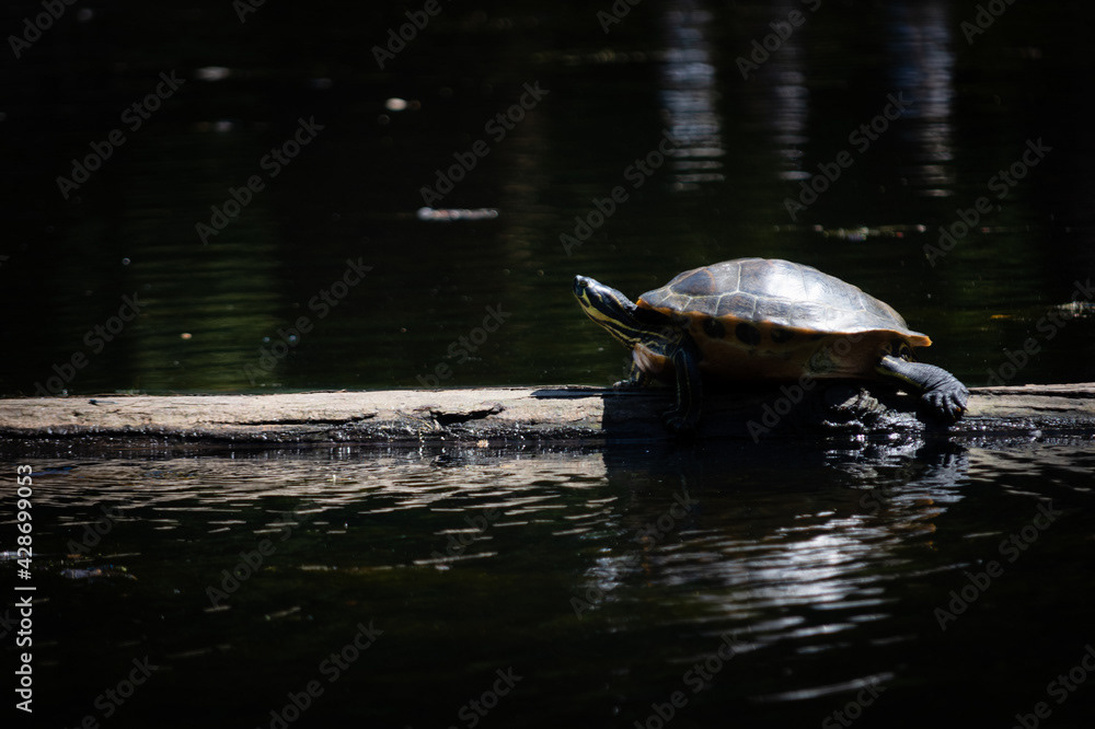 Photo by Lea Tyrrell | Available via Adobe Stock Images